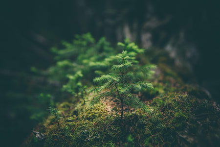 Saving The Environment, One Transaction At A Time
